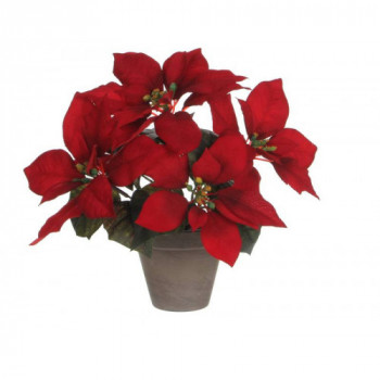 STELLA DI NATALE ROSSA IN VASO