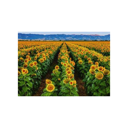 Ravensburger Fields of Gold Puzzle 1000 pezzo(i)
