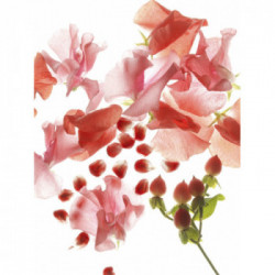 BVLGARI Omnia Coral Eau De Toilette 65ml