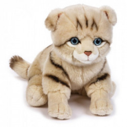 KITTY GATTINO SCOTTISH MY PUPPY