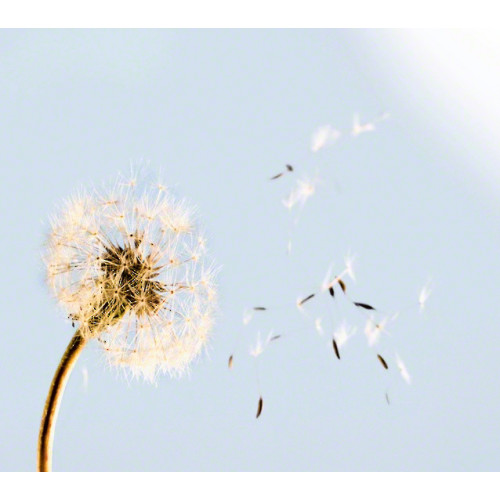 Miele SF H 10 - Filtro Sfiato Hepa/Active Hepa