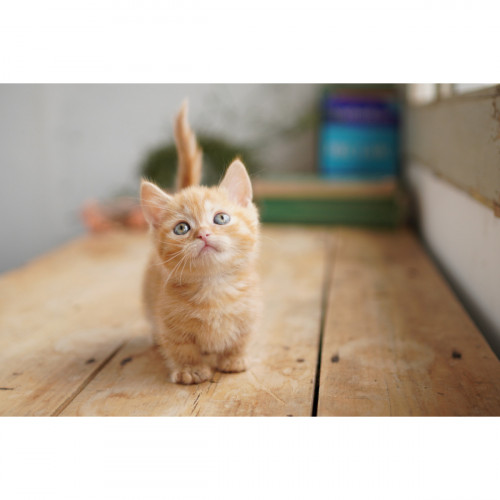 Sony α Alpha 6100 Fotocamera Digitale...