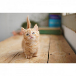 Sony α Alpha 6100 Fotocamera Digitale Mirrorless con Obiettivo Intercambiabile SELP 16-50mm, Sensore APS-C, Real Time Eye AF e