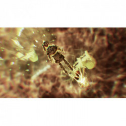 Nintendo Xenoblade Chronicles 3 Standard ITA Nintendo Switch