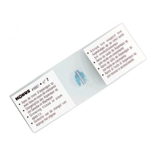 PESCI, RANE ED ALTRI ANFIBI (10 VETRINI)