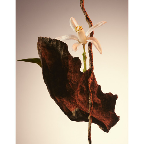 BOSS The Scent Le Parfum Pour Femme 50ml