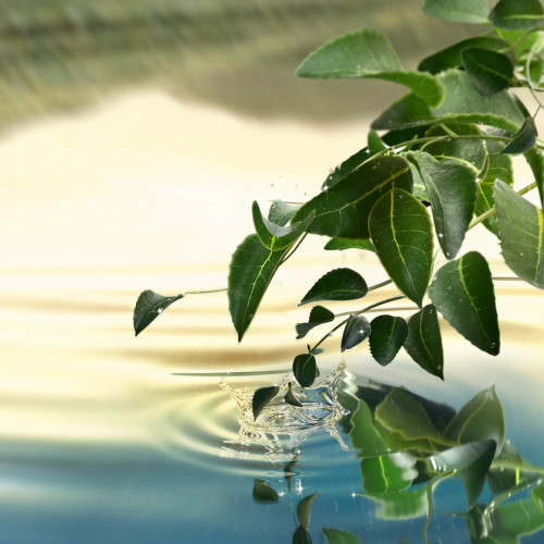 Estée Lauder Tender Light Eau De Parfum 100ml