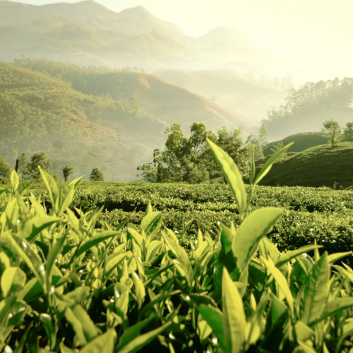 Estée Lauder Tender Light Eau De Parfum 100ml