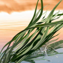 Estée Lauder Blushing Sands Eau De Parfum 100ml