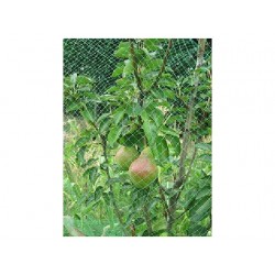 RETE PLASTICA ORTOFLEX    MT.4,00X 10