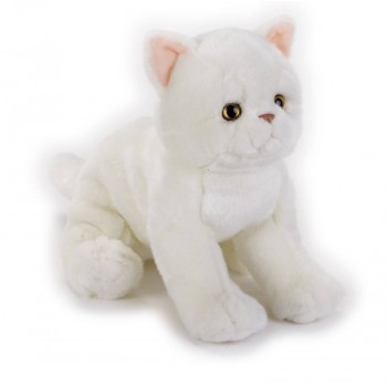 EXOTIC SHORTHAIR KITTEN NGS