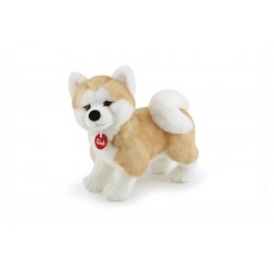Akita Ascanio M