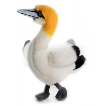 MORUS UCCELLO MARINO