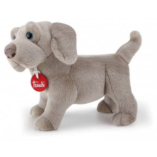 Weimaraner Wolfgang S
